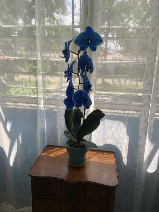 Tropical Classic Retro Florida, Private 2 Bedroom With Location