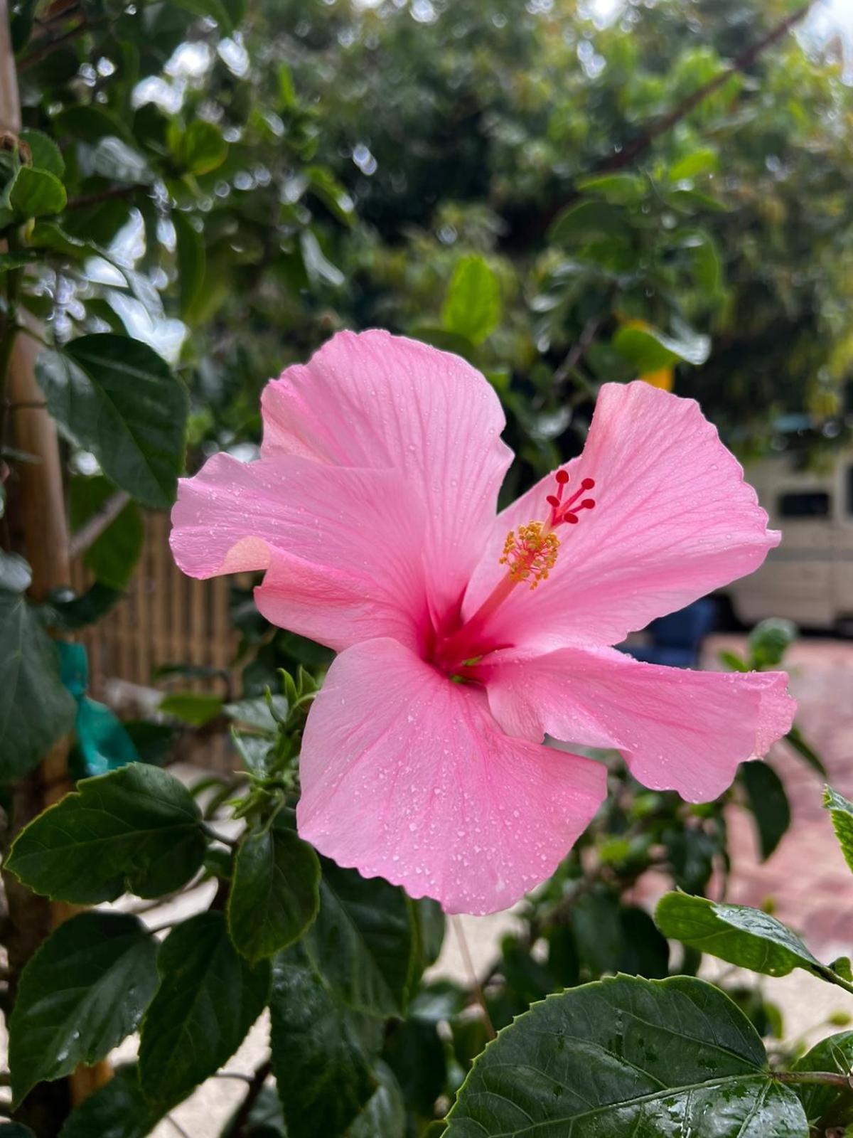 Flamingo - 5 Min To Apartment *