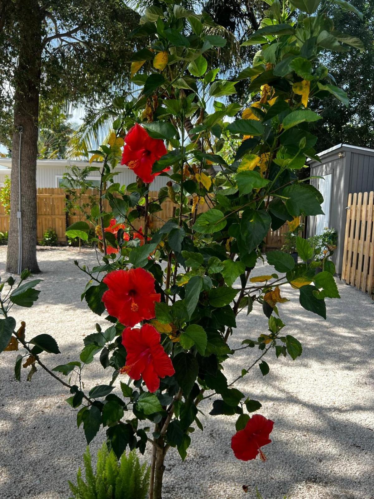 Flamingo - 5 Min To Apartment *